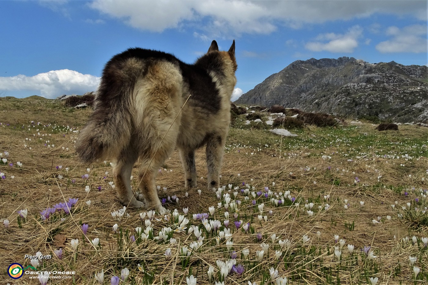68 Tra fioriture di crocus.JPG